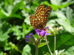 Euphydryas intermedia