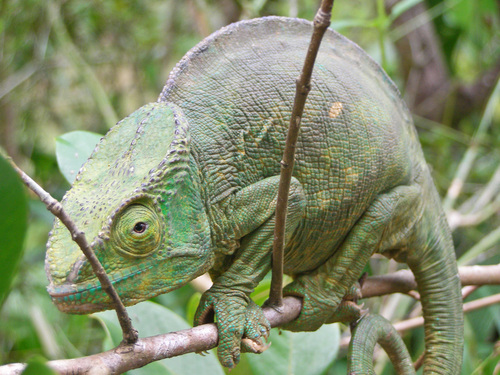Parson's Chameleon