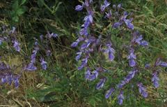 Teucrium orientale