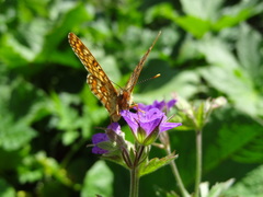 Euphydryas intermedia
