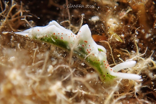 Elysia timida, photo 5 of 8