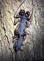 Thelyphonus sepiaris