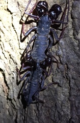 Thelyphonus sepiaris