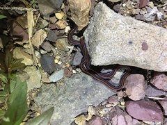 Calliophis intestinalis