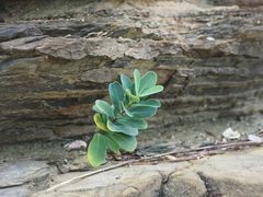 Wikstroemia retusa