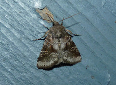 Oligia minuscula