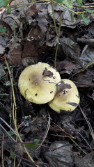 Tricholoma frondosae