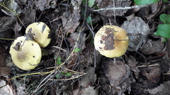 Tricholoma frondosae