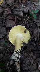 Tricholoma frondosae