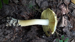 Tricholoma frondosae
