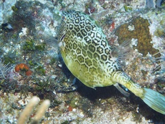 Acanthostracion polygonium