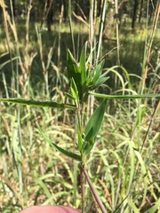 Dichanthelium ravenelii