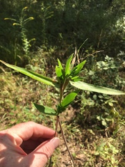 Dichanthelium ravenelii