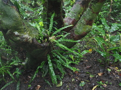 Lepidomicrosorium superficiale