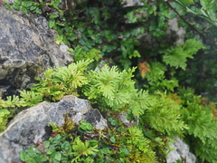 Selaginella involvens
