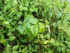 Rubus nesiotes