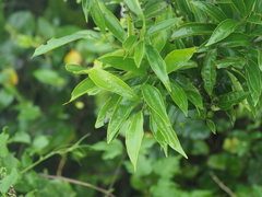 Cocculus laurifolius