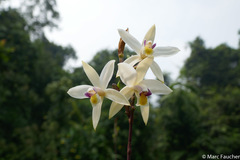 Bromheadia finlaysoniana