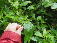 Mussaenda parviflora