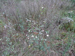 Symphoricarpos albus