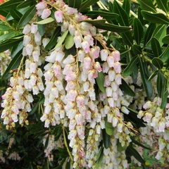 Pieris