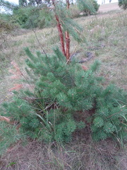 Pinus sylvestris