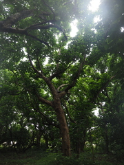 Hernandia nymphaeifolia