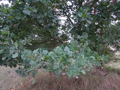 Quercus robur