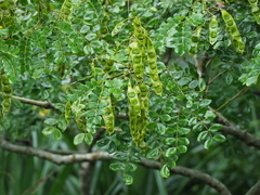 Albizia retusa