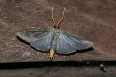 Omiodes fulvicauda