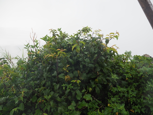 Rhamnus liukiuensis