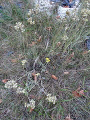 Helichrysum arenarium