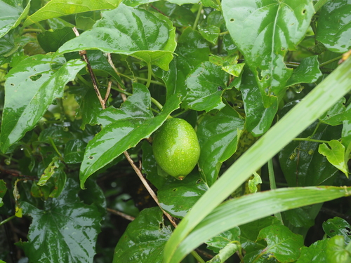 Trichosanthes miyagii iNat (1)
