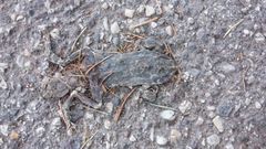 Bufotes viridis viridis