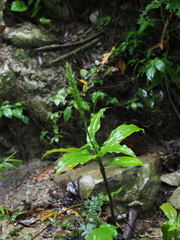 Habenaria pantlingiana