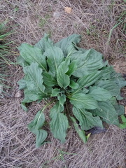Cynoglossum officinale