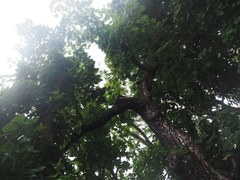 Kalopanax septemlobus lutchuensis