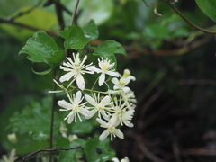 Clematis javana