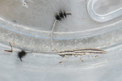 Eucomatocera vittata