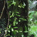 Lemmaphyllum microphyllum obovatum - Photo (c) Keita Watanabe, algunos derechos reservados (CC BY-NC), subido por Keita Watanabe