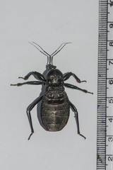 Haematorrhophus