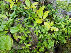 Tetrastigma liukiuense