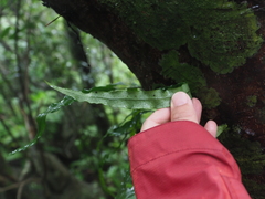 Lepidomicrosorium superficiale