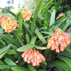 Clivia miniata