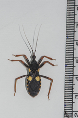 Acanthaspis flavipes