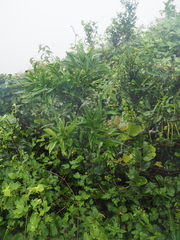 Cocculus laurifolius