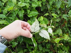 Rubus nesiotes
