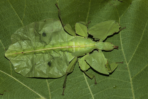 Pulchriphyllium scythe · iNaturalist Mexico