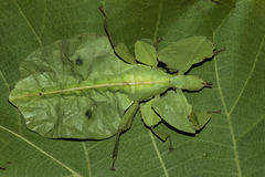 Pulchriphyllium bioculatum