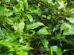 Mussaenda parviflora